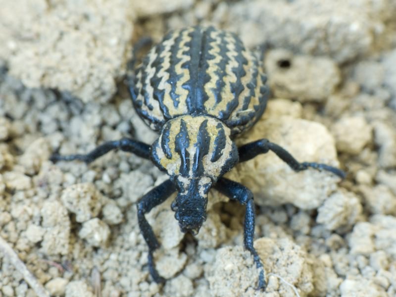 Brachycerus sinuatus Olivier, 1807